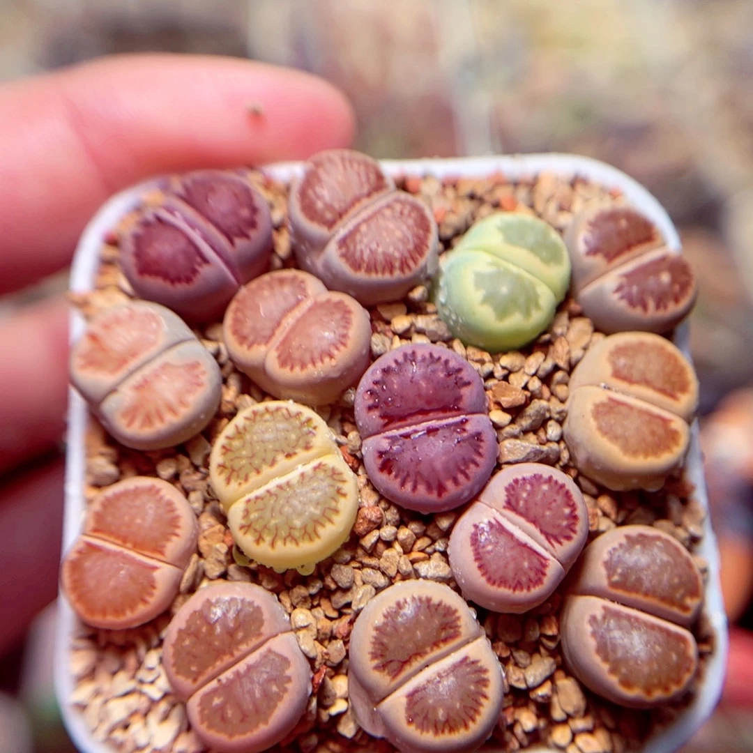 593号带盆盆包邮发货