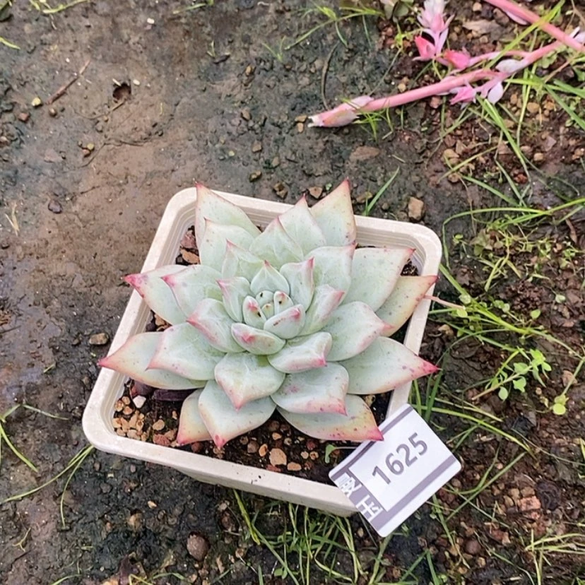 【闪购商品】陶*?祖母绿1625