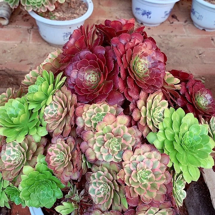 花脸粉黛，多肉植物