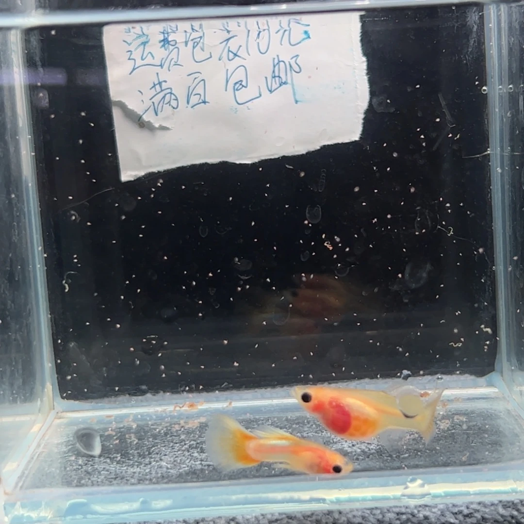 孔雀鱼幻彩粉猫111111