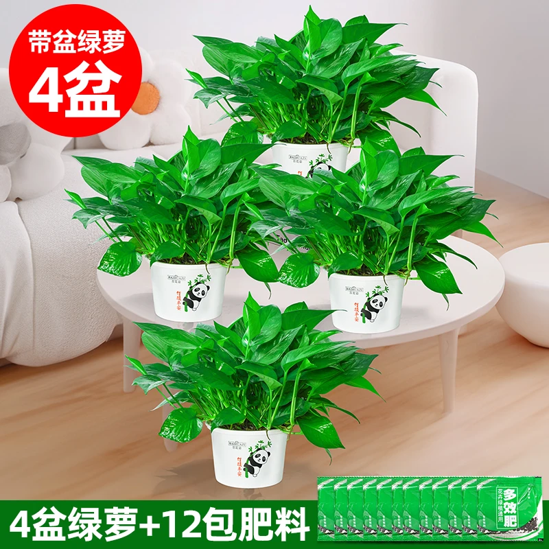 绿萝盆栽新房除甲醛净化空气室内好养水培土培绿植花卉