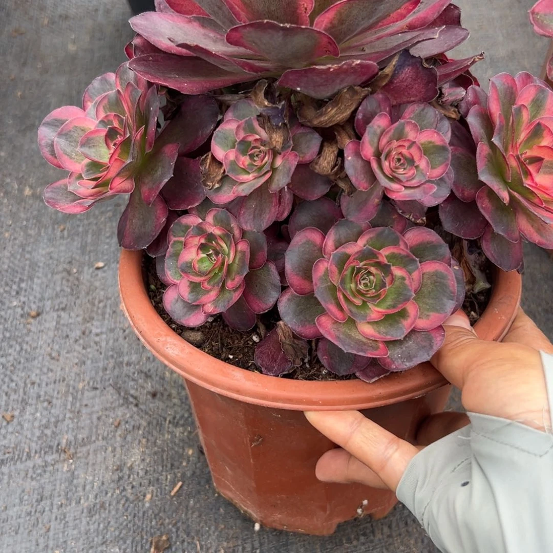 4958纳福多肉植物系
