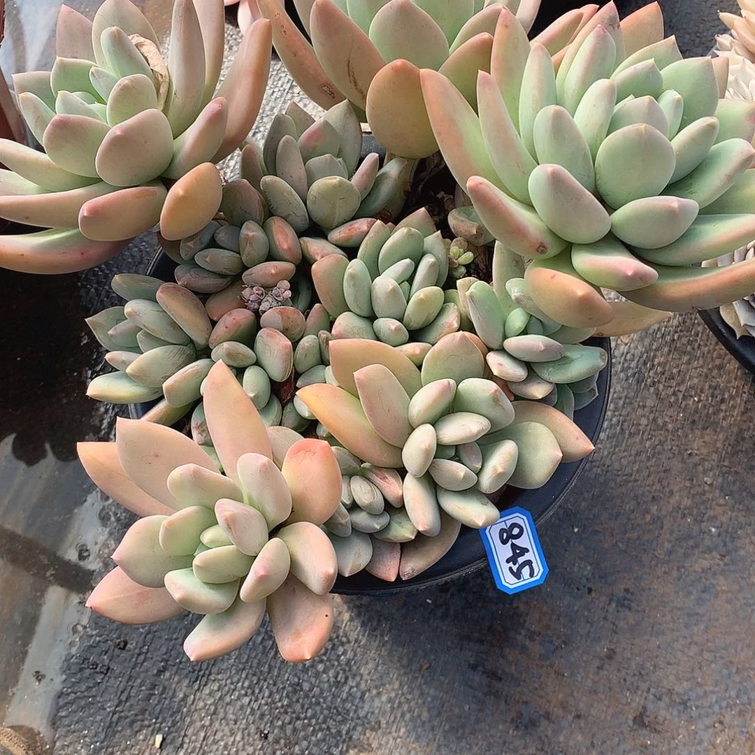 845海洋之星 一物一拍多肉