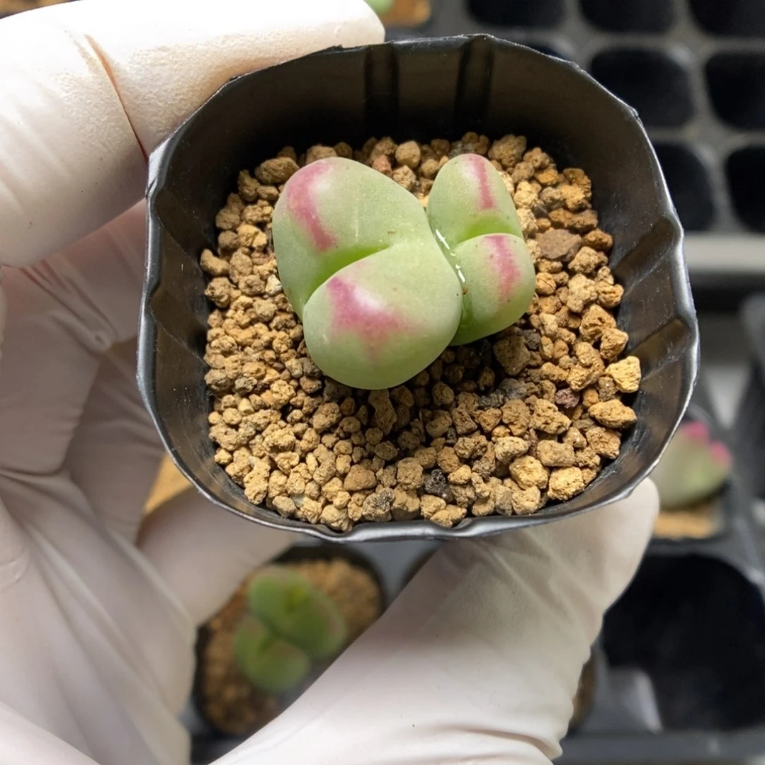 多肉植物肉锥杂交K-012 将桃 爆炸窗