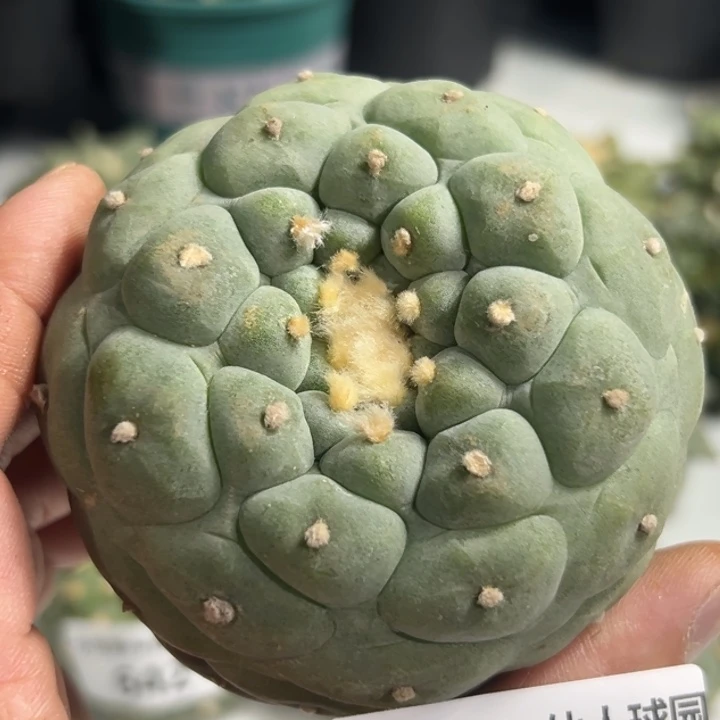 645可发货可帮发根