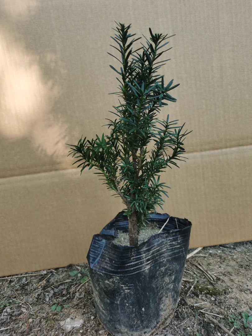 曼地亚红豆杉盆栽四季常青净化空气