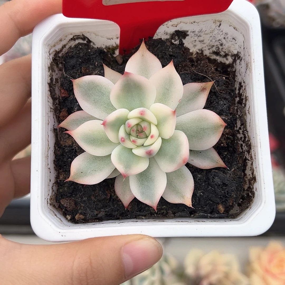 27号吉娃娃锦多肉植物