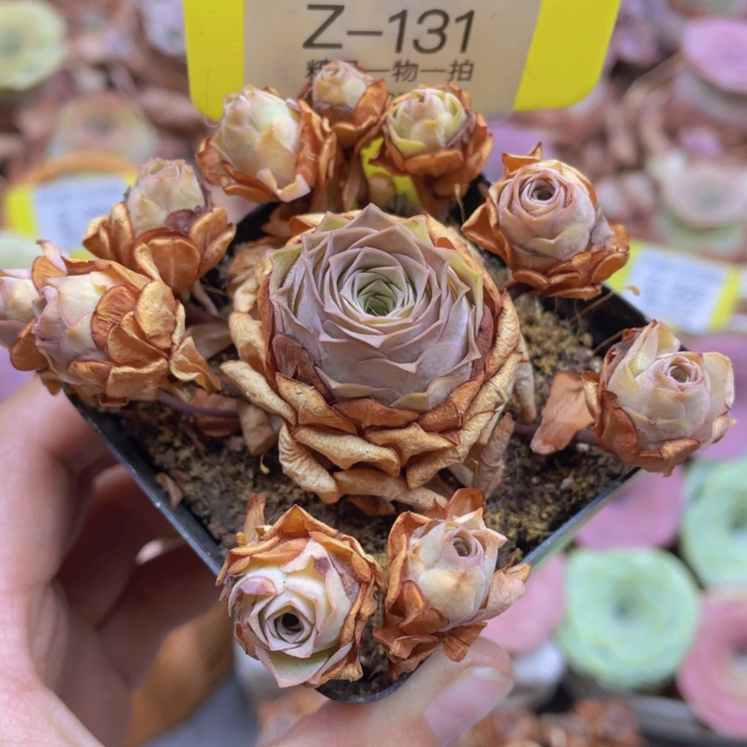 山地玫瑰Z131裸根发货不售后