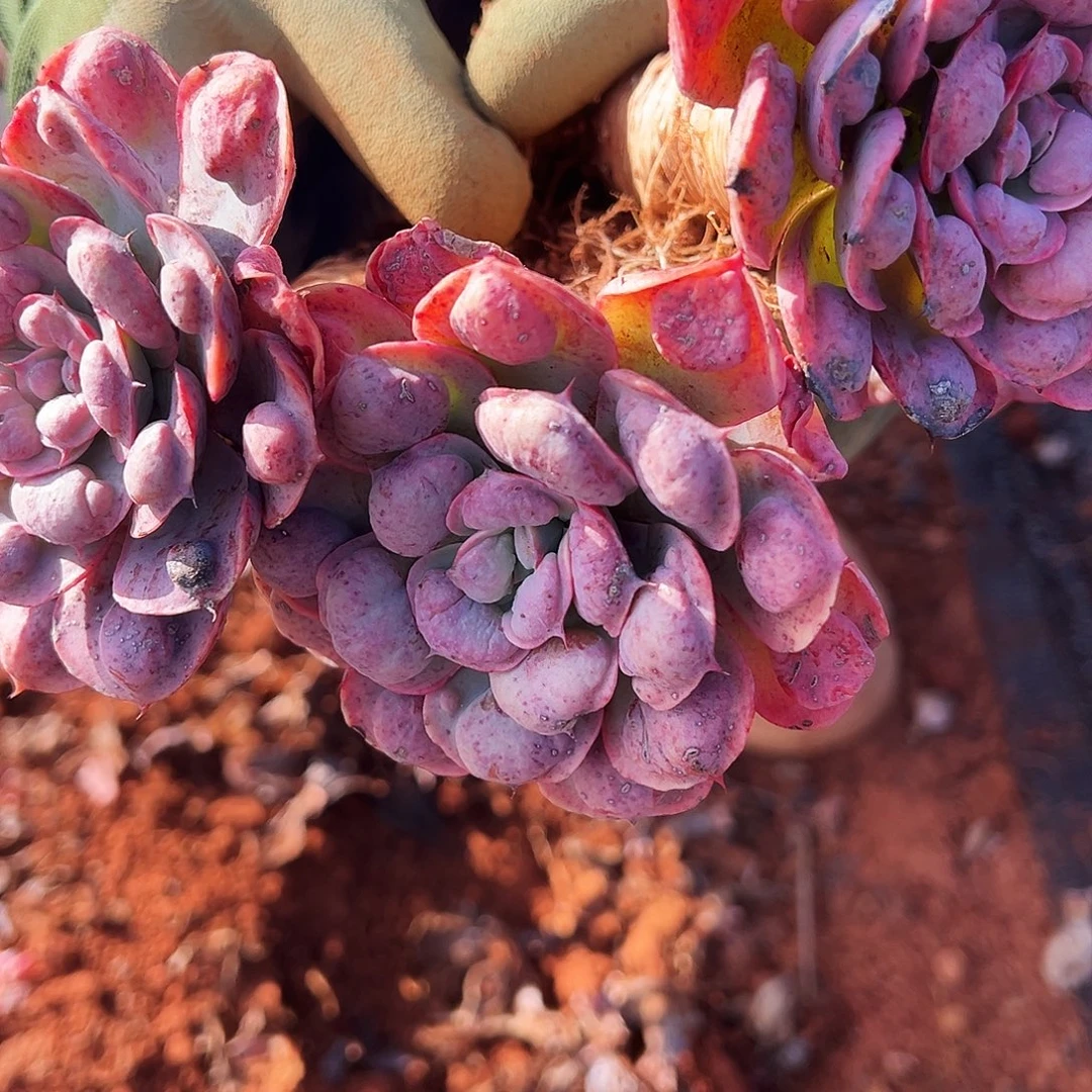 福利老桩雨滴多肉植物