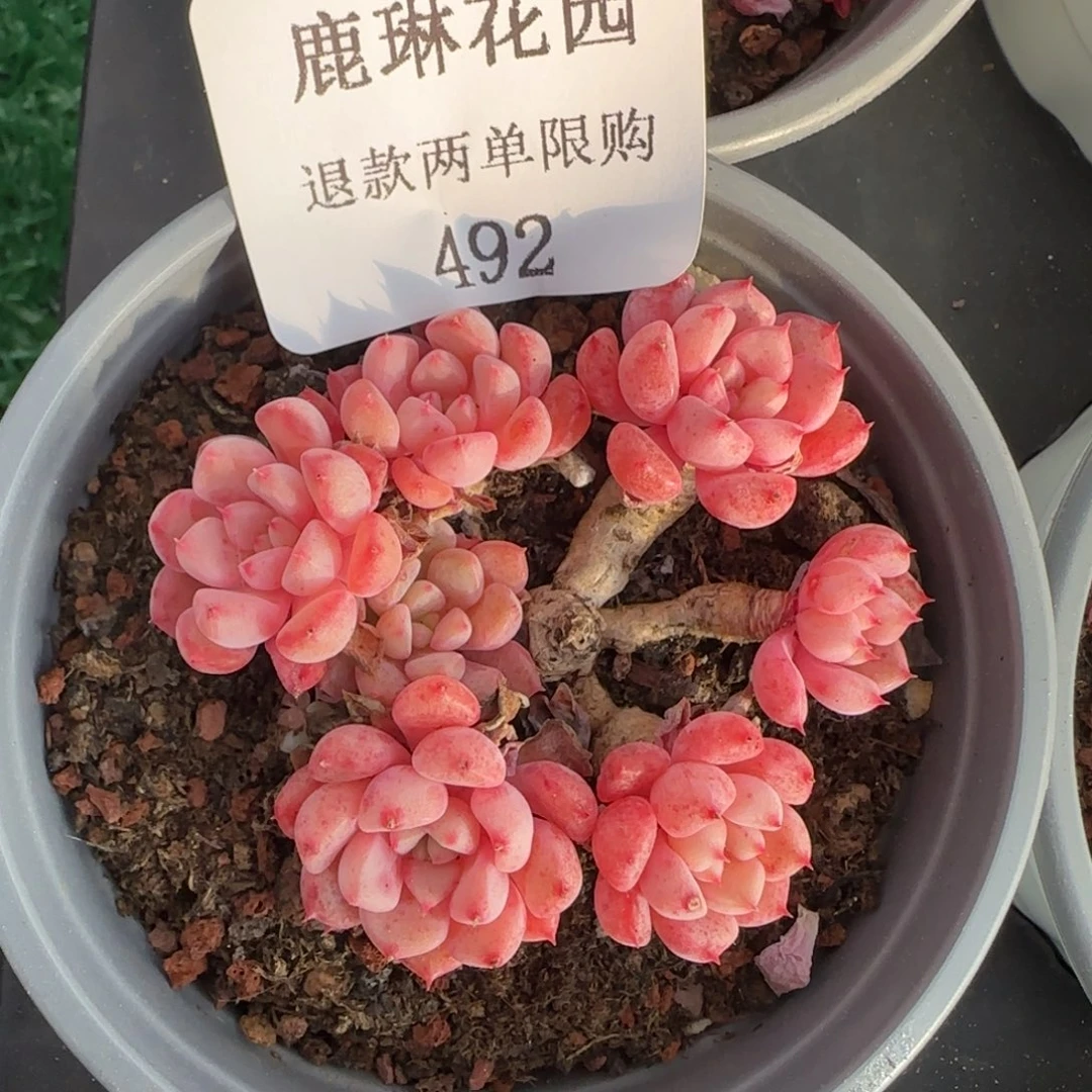 闪购精品多肉492