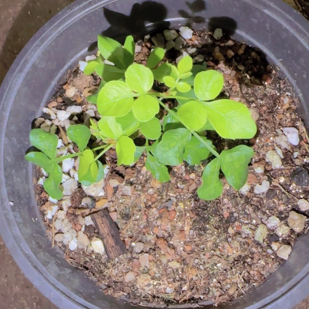 魔***师块根植物块根植物