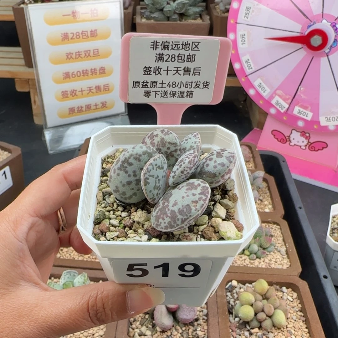 519花蛋多肉的植物