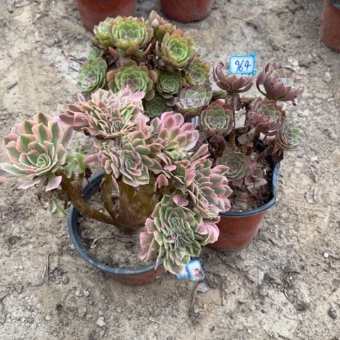 964多肉植物组合，