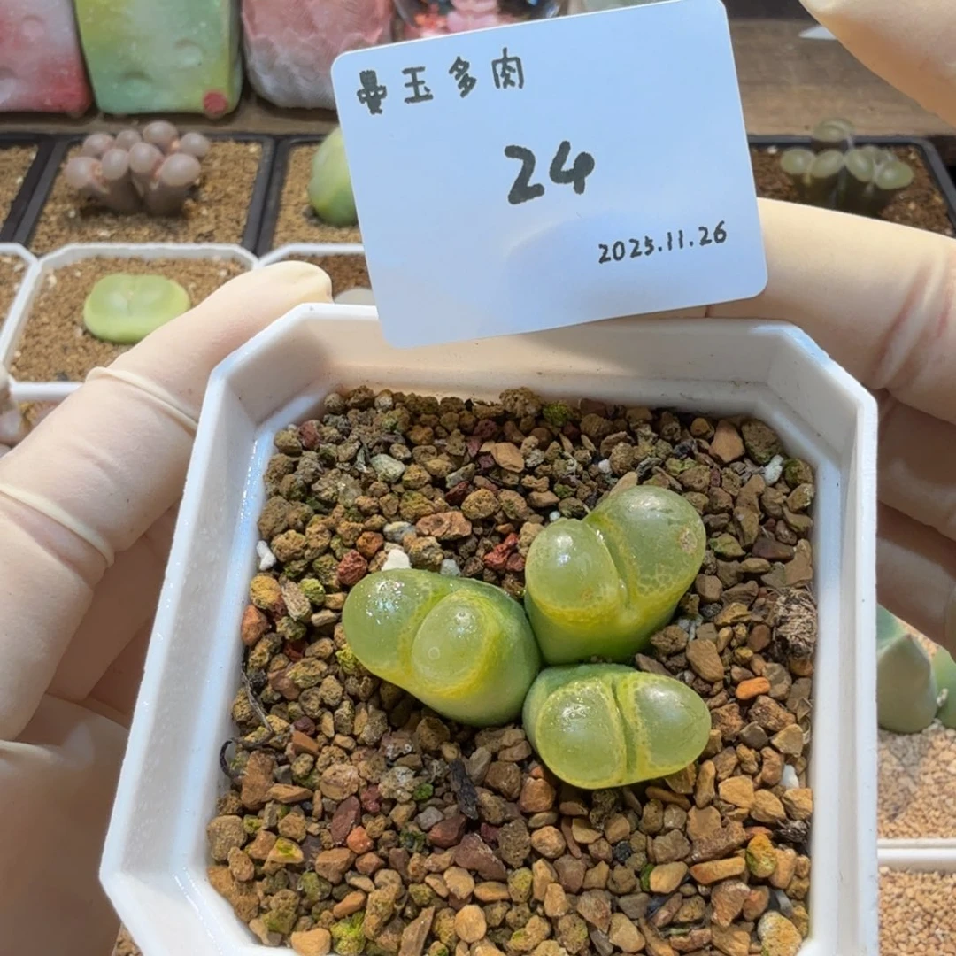 多肉多肉多肉11.26-024香蕉风铃