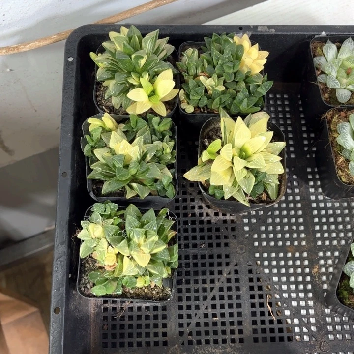 姬寿锦 带盘带土发货