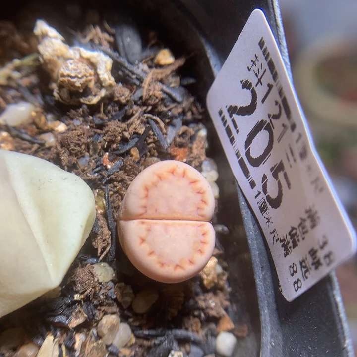 精品生石花121.205