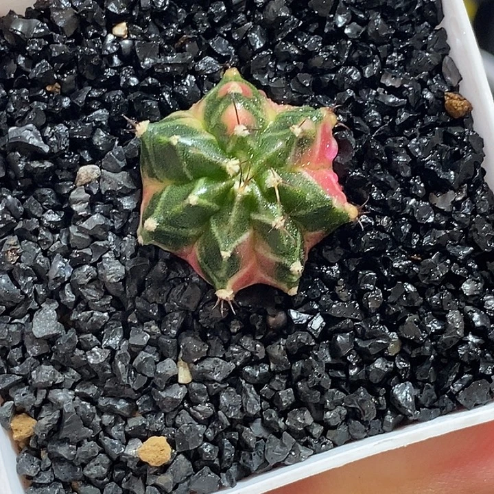 泰系侧芽——带盆土发货28