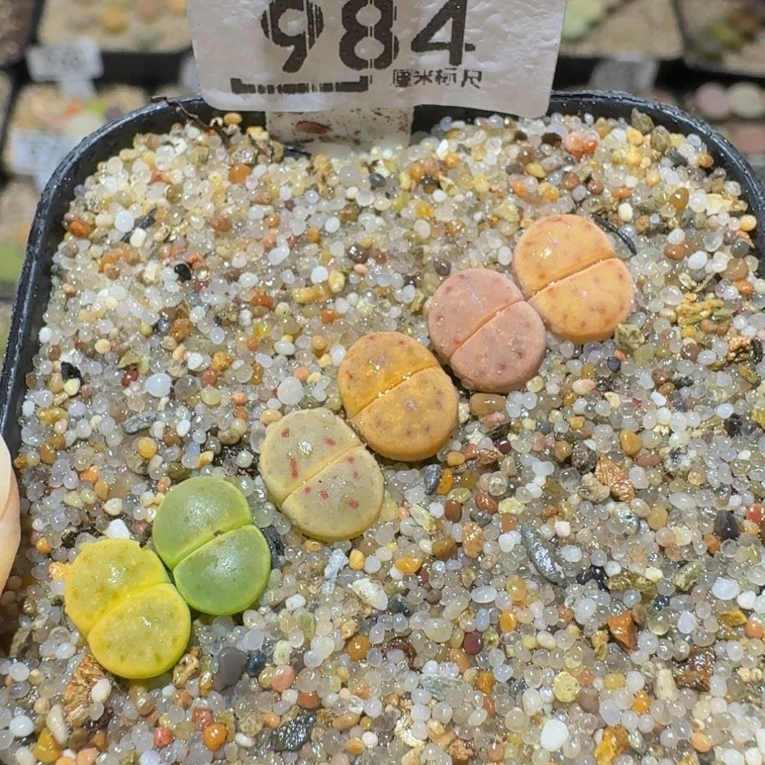 Ssss精品生石花984