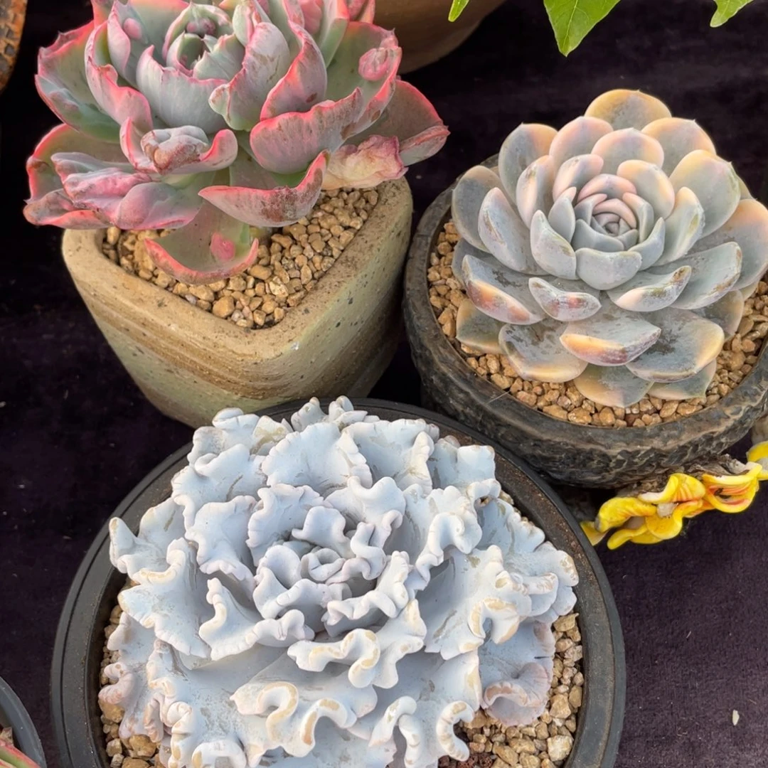芝***糕雨滴锦，汉堡锦，白饺子皮单头