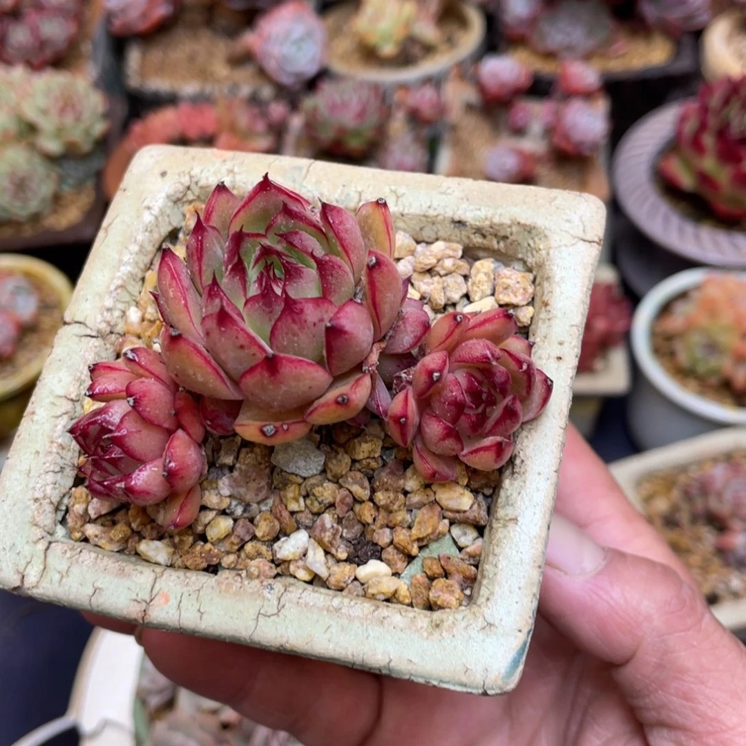 女王群带盆发货老桩