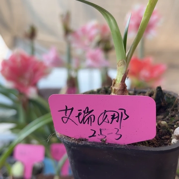 无花朵艾瑞娜朱顶红直径2.5-3