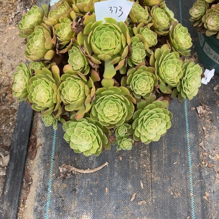 用***2373多肉植物法师老庄