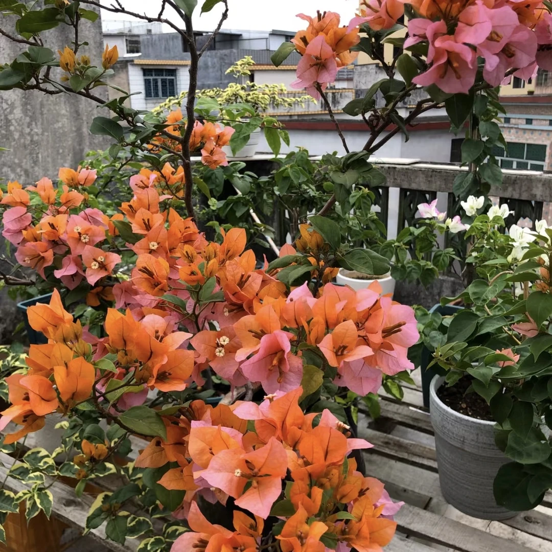 【变色龙】勤花品种三角梅 原盆 原土 带叶带花发货