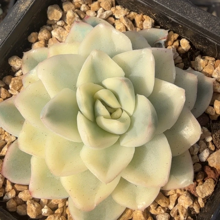 雪鸢锦腹轮锦的推进