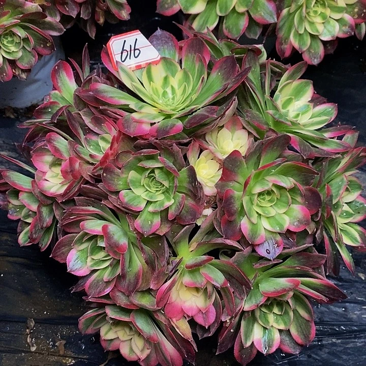 海仙老桩捧花616号