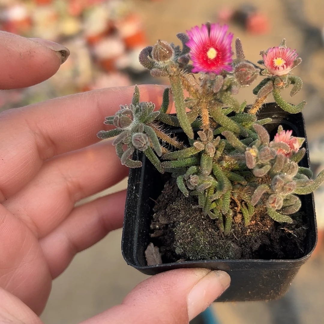 多肉植物狐尾枝干