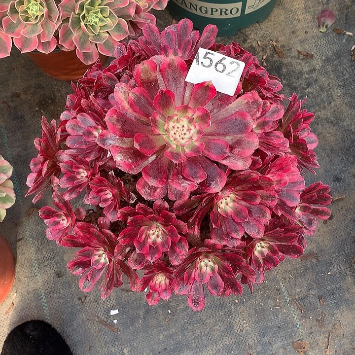 黄***英562.红铜白多肉植物