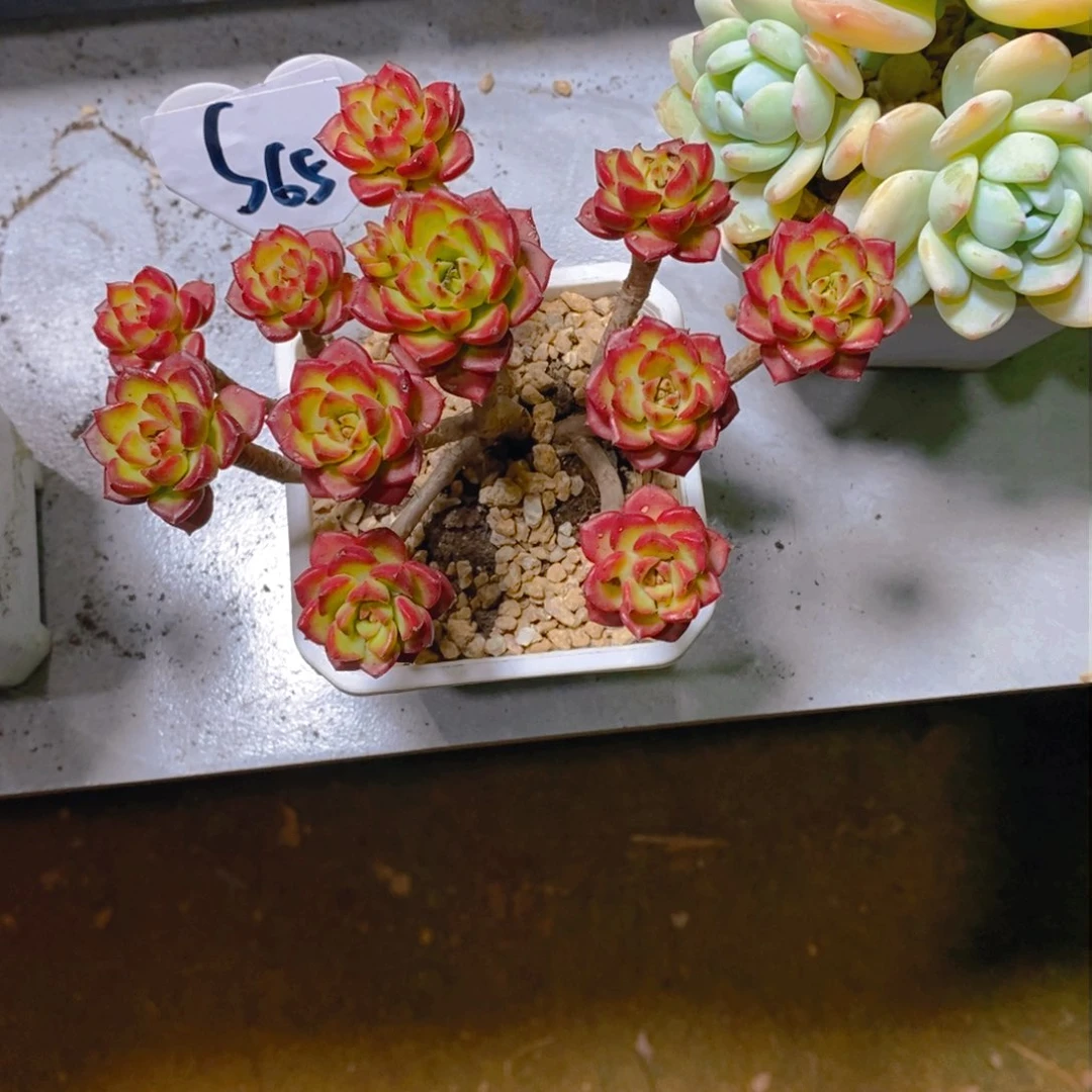 O****)蒂亚群老桩有砍