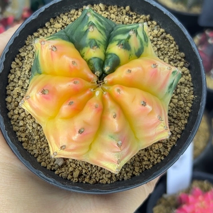 泰国米哈仙人球实生