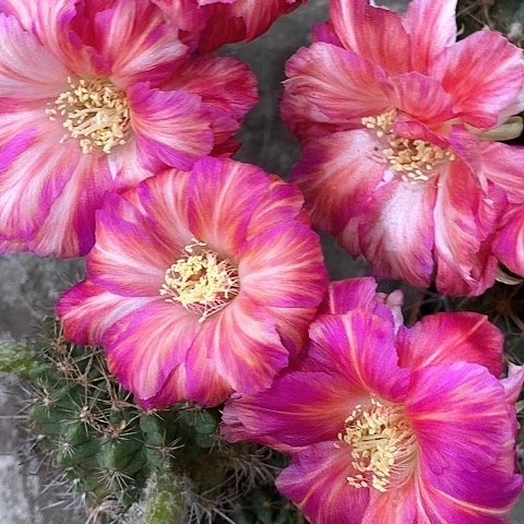 泰国丽花，5公分左右