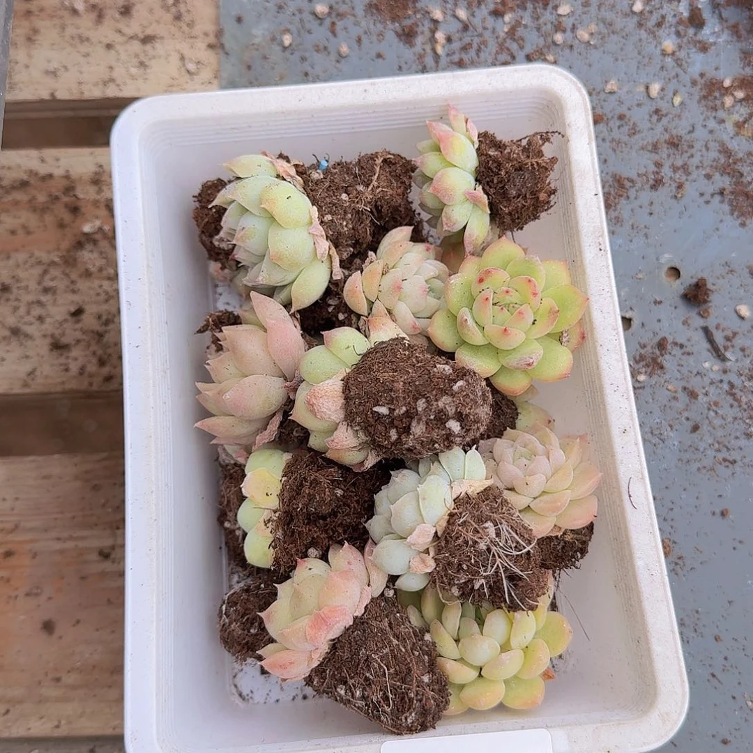 直播福利一物一拍07