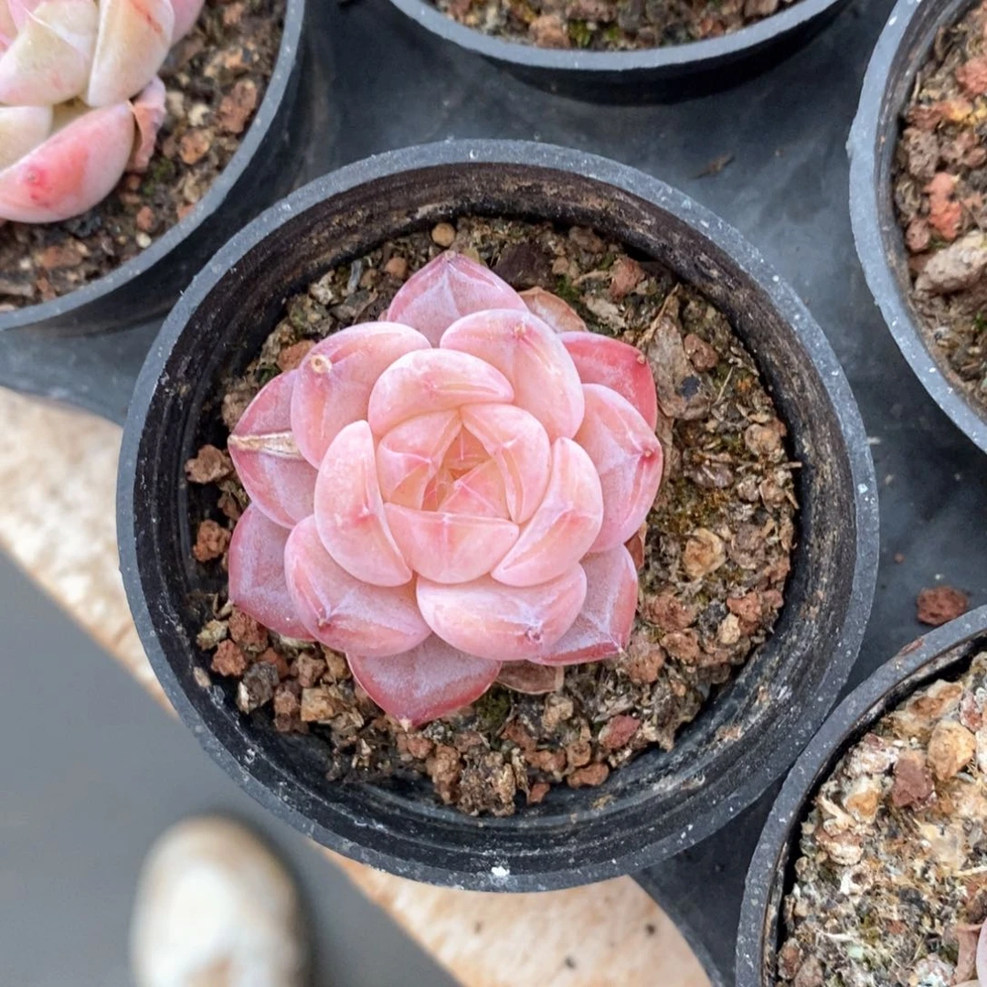 精品多肉一物一拍不包整463