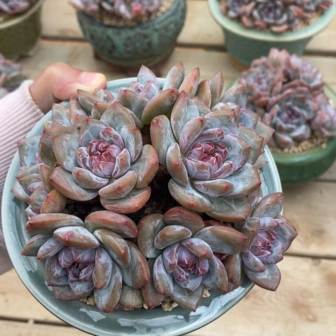 九头绿底紫心小包子
