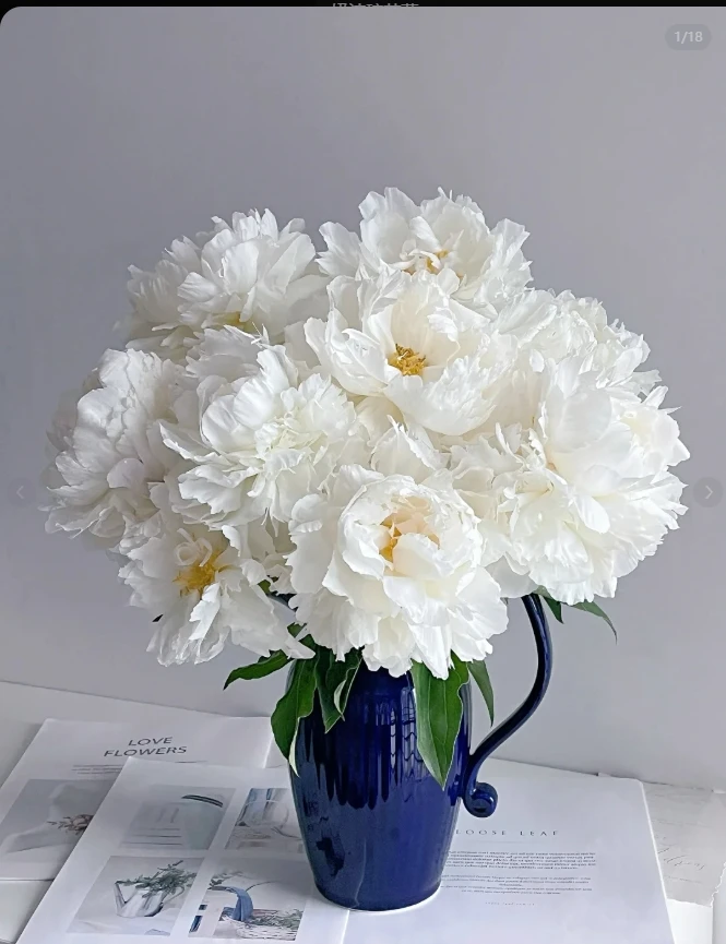 【奶油碗】芍药 鲜花 芍药季 高级 小众 基地直发 鲜切花