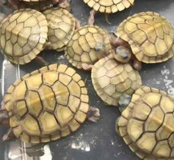 全品果冻一只！