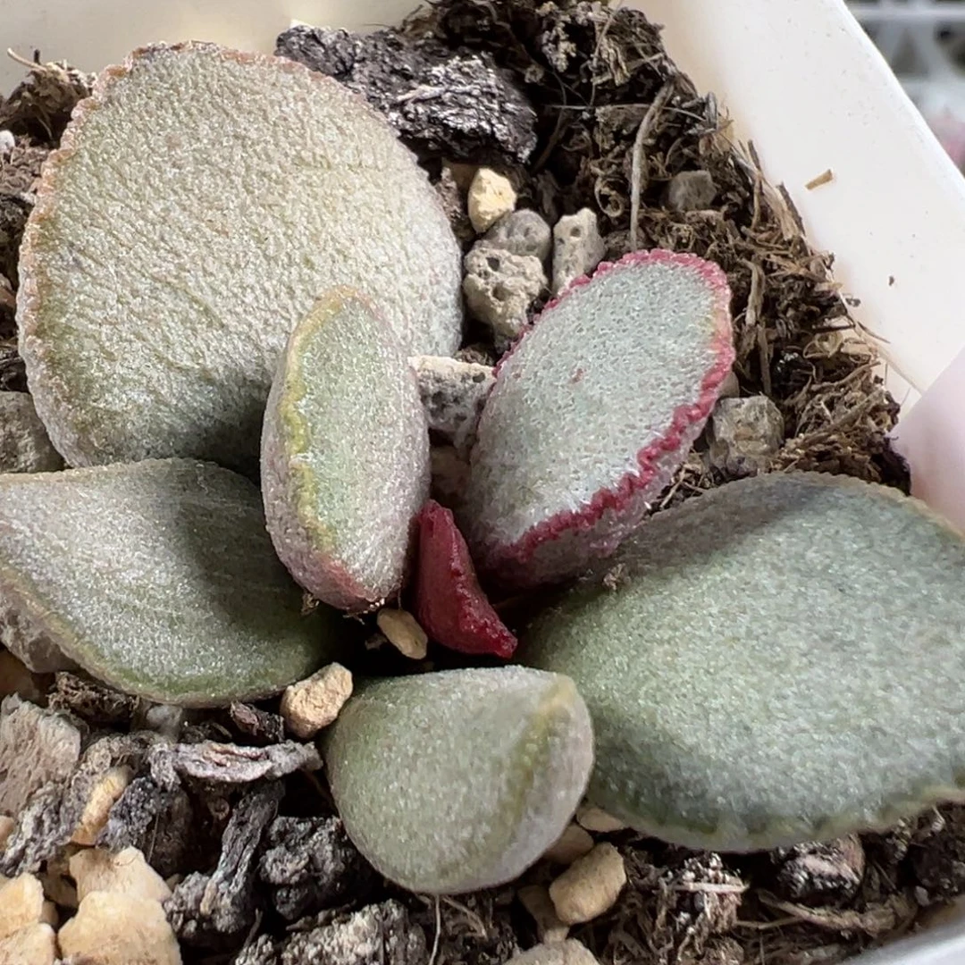 w900号磨砂蛋多肉植物水泡