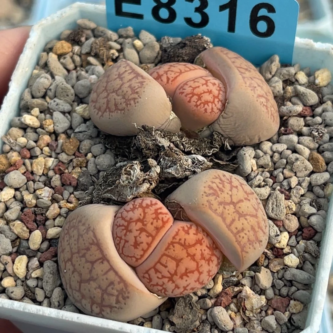 8316双头粉一箭一颗