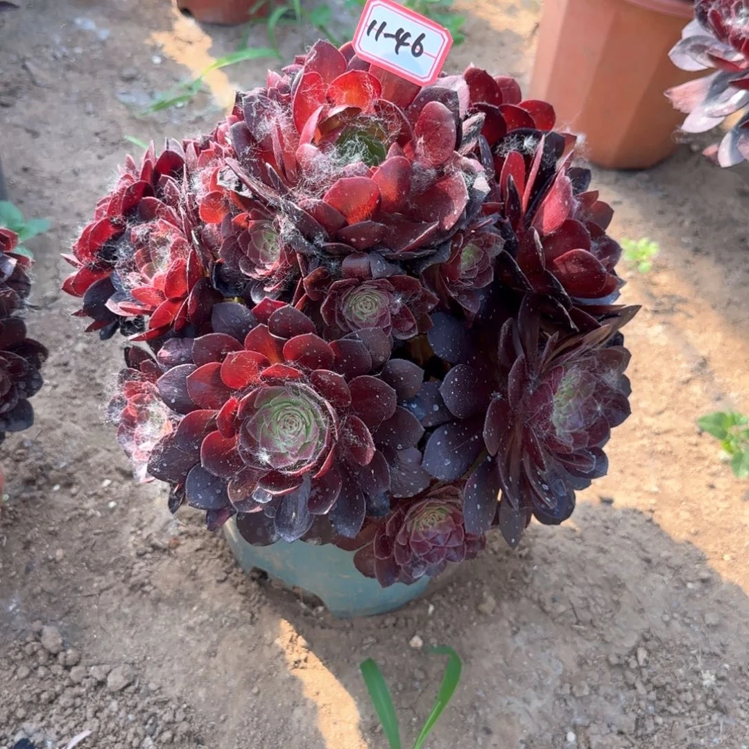 11-46黑魔地理多肉植物