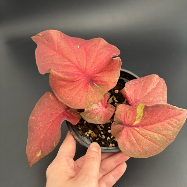 泰彩自繁彩叶芋网红植物