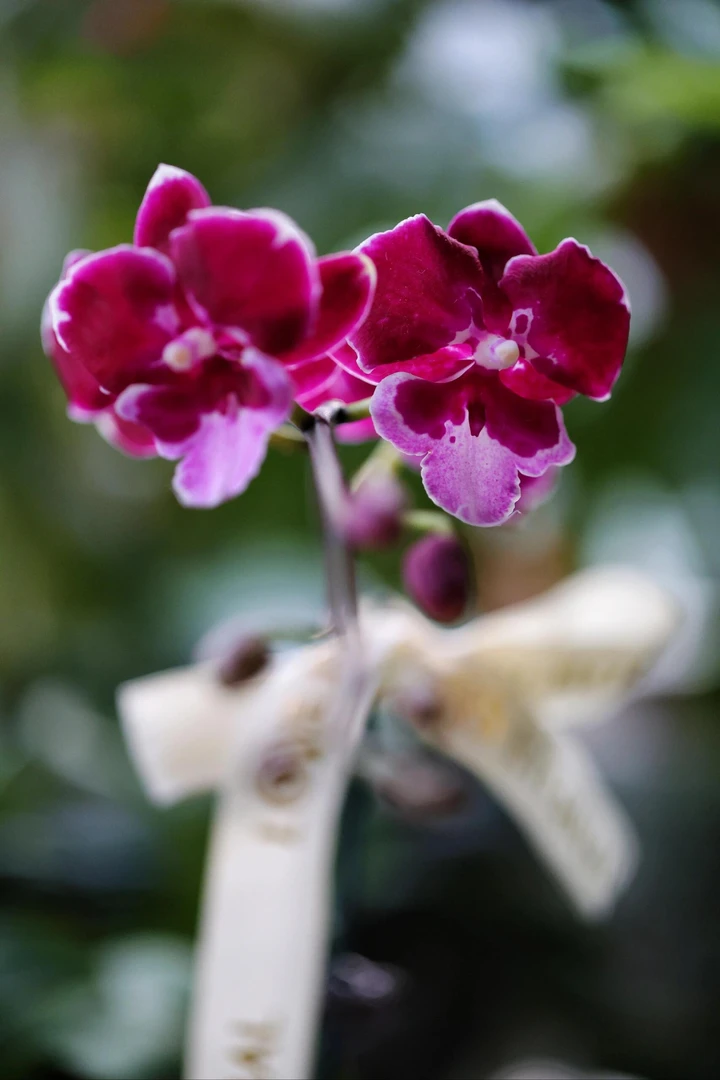 《燕尾服》网红燕尾服蝴蝶兰苗桌面爆款盆栽花卉好养活马蹄莲茶花