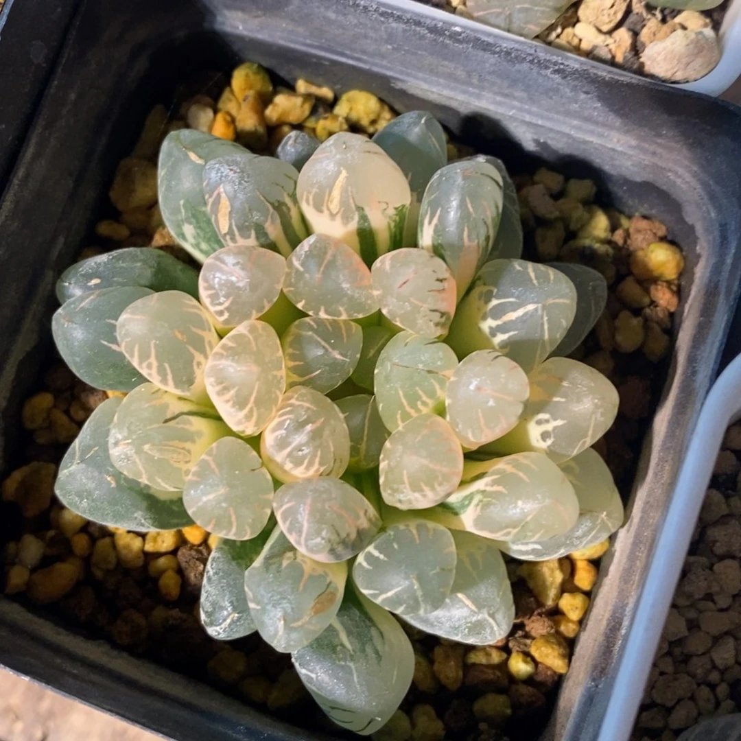 一颗实生糊斑玉露锦 特价