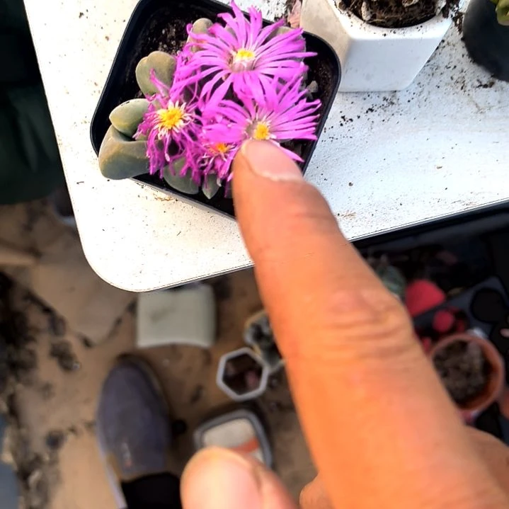 满6元包邮，无比玉多头