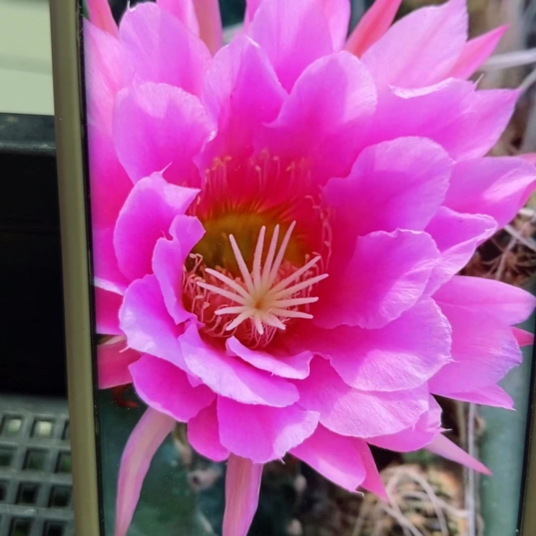 下50毛佛拉门戈歪侧芽5公分左右20包邮