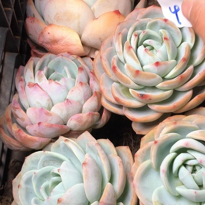 406///////////////////