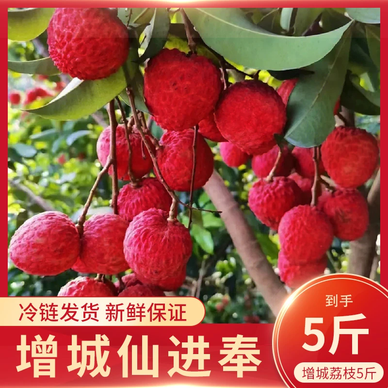 增城仙进奉荔枝新鲜现摘荔枝整箱多汁美味水果新疆部分地区包邮