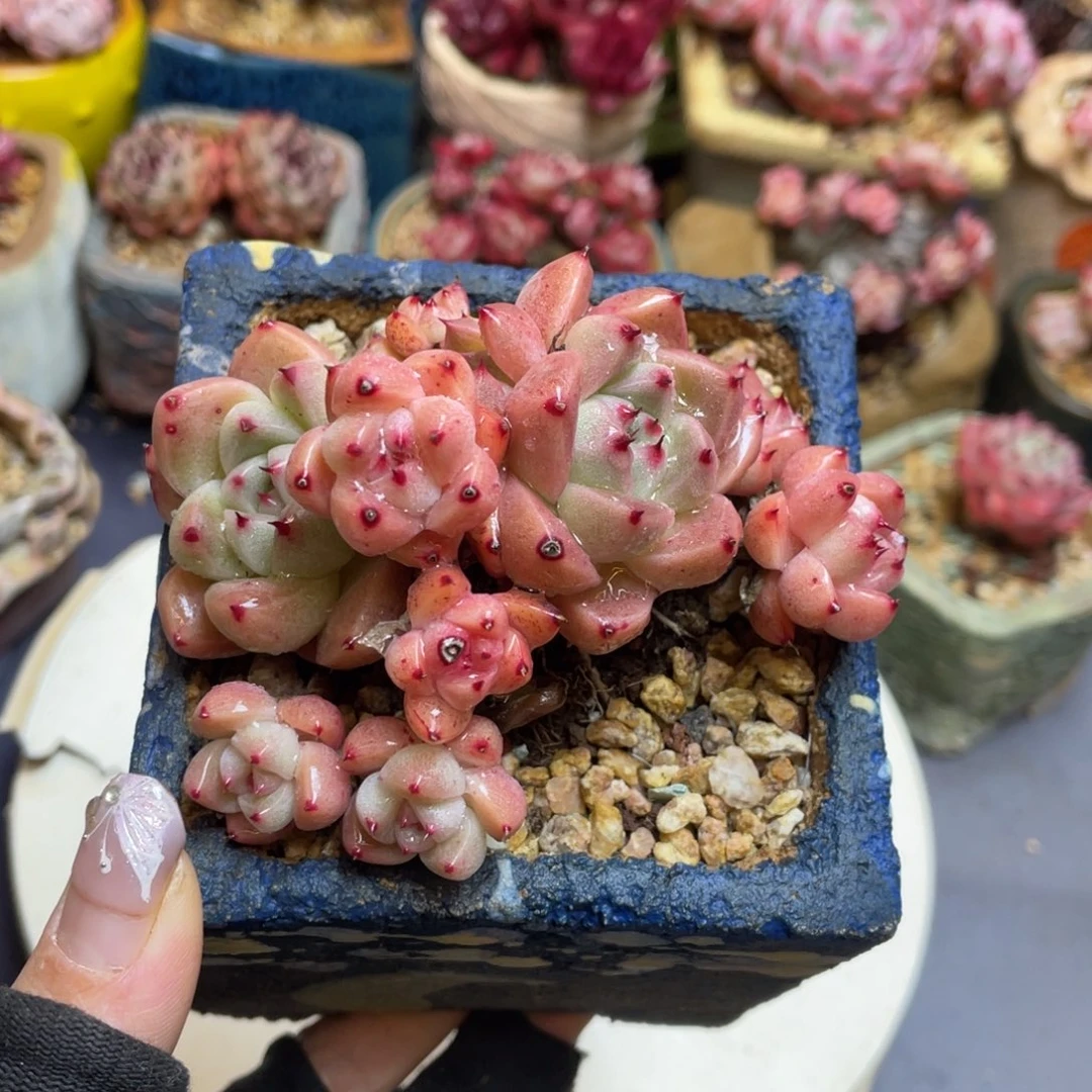 东云杂交整装老桩